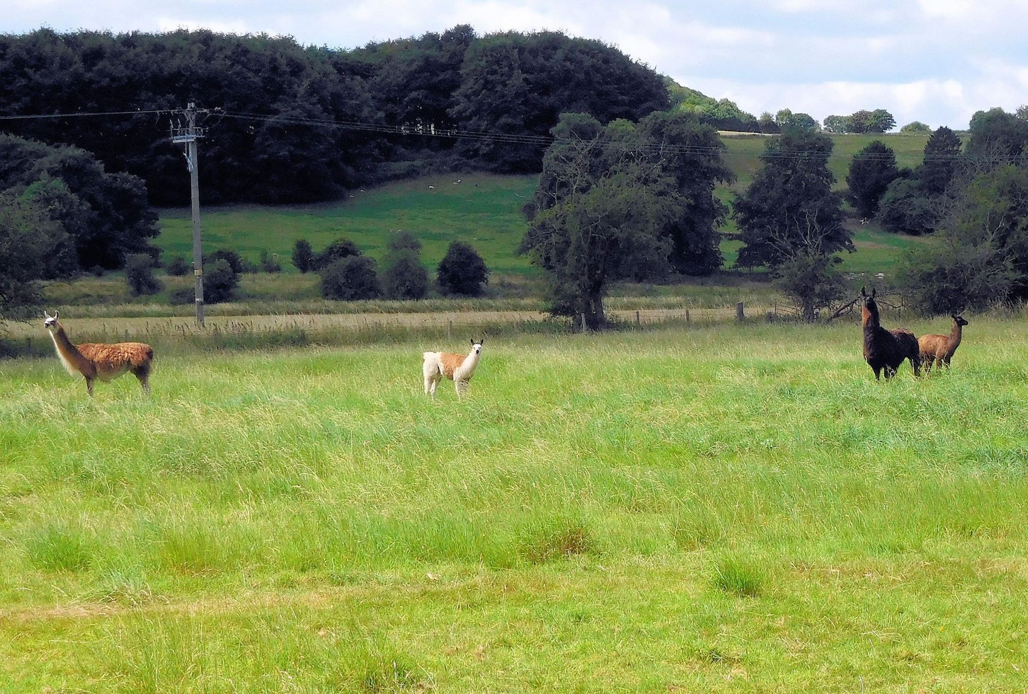 Some of the he pub's llamas 12 July 2017. (Garden). Published on 16-07-2017