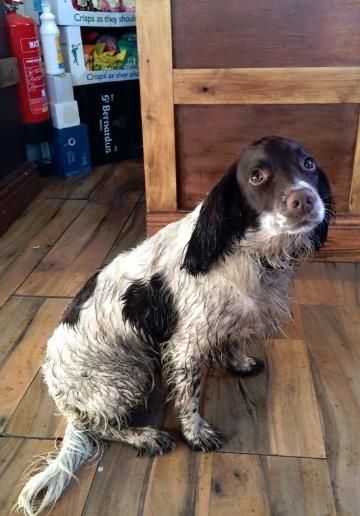 Even wet dogs welcome, towels available. (Pub, Customers). Published on 24-01-2016
