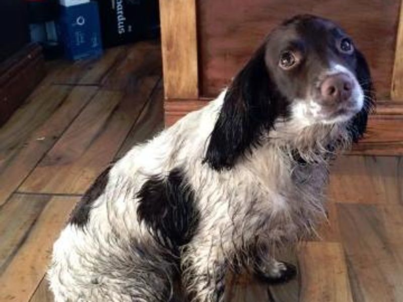 Even wet dogs welcome, towels available. (Pub, Customers). Published on 24-01-2016