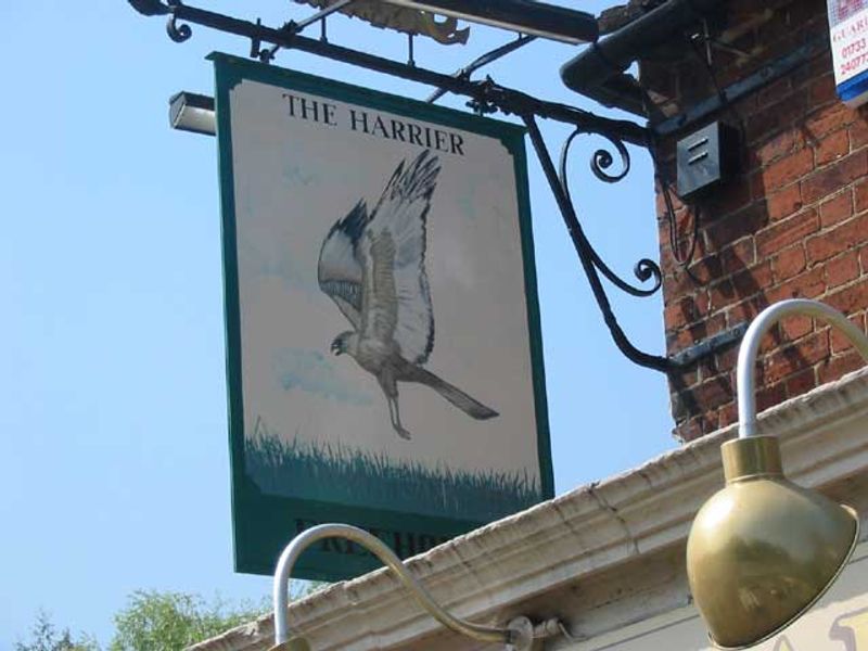 Harrier - Brampton. (Pub). Published on 06-11-2011 