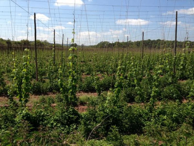 Hop yards next to the Talbot Knightwick. (External). Published on 13-06-2013