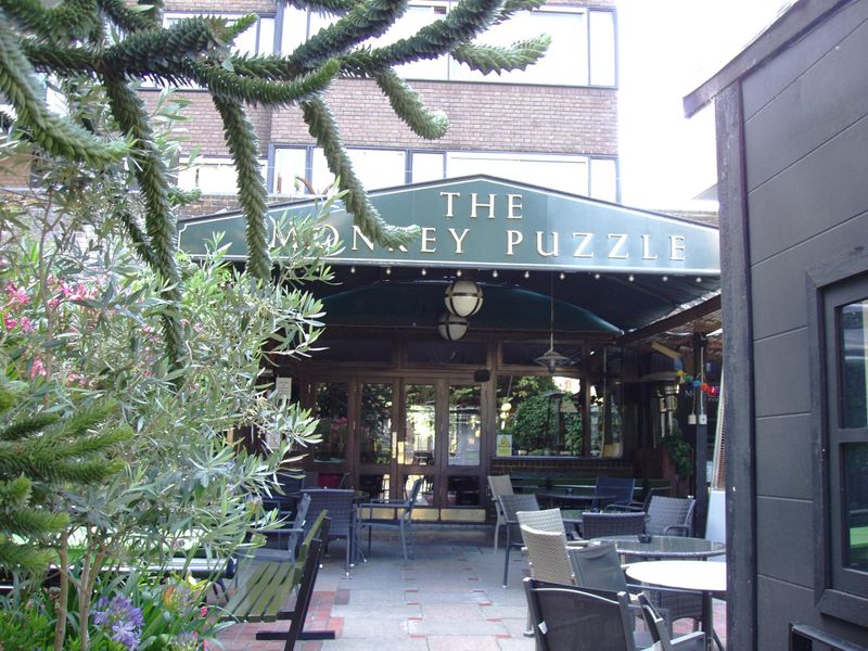 Monkey Puzzle-2 July 2023. (Pub, External). Published on 02-07-2023 