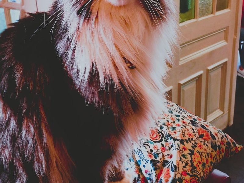 Pub Cat 1 June 2026. Published on 02-06-2026 