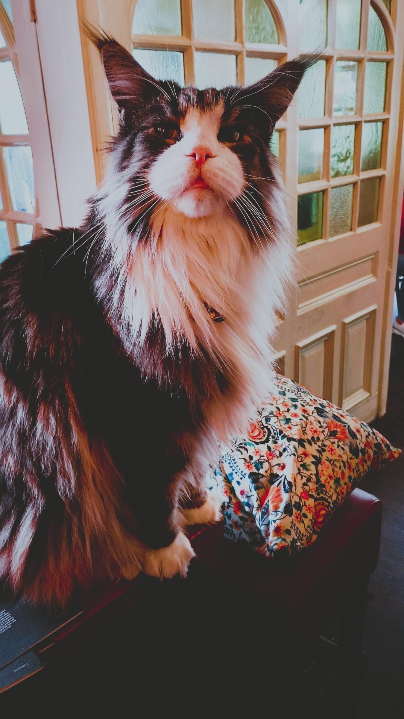 Pub Cat 1 June 2026. Published on 02-06-2026