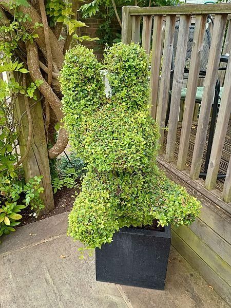 Kentsih Hare Topiary. (Garden). Published on 30-08-2024