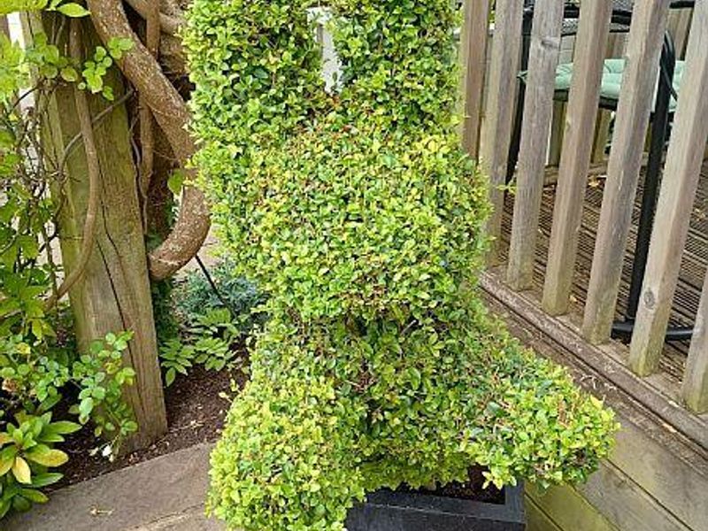 Kentsih Hare Topiary. (Garden). Published on 30-08-2024